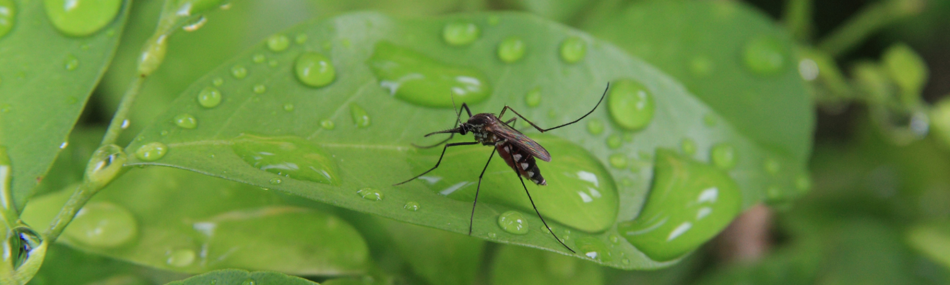 Les plantes qui repoussent les moustiques naturellement