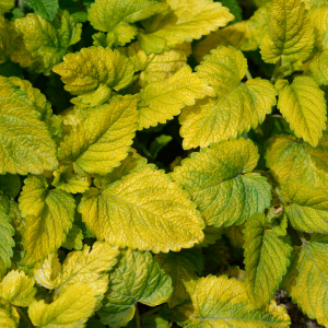 Mélisse citronnelle dorée