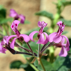 Pelargonium citronnellum