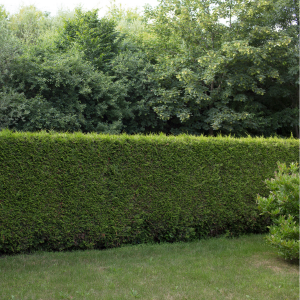 Terrain et configuration de la haie