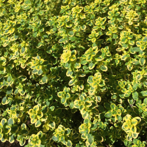 Thym citron
