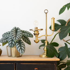 Plante d'intérieur toxique