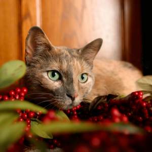 Le houx toxique chat