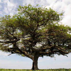 Arbre chien acacia