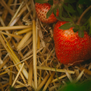 La paille : le paillage des potagers