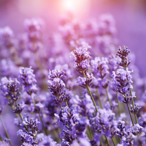 Quand planter la lavande ?