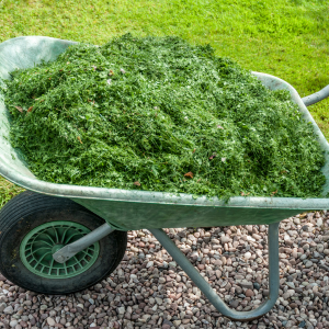 Les tontes de gazon : paillage naturel pas cher