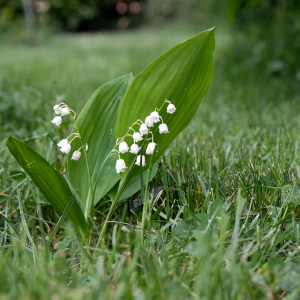 Muguet toxique lapin