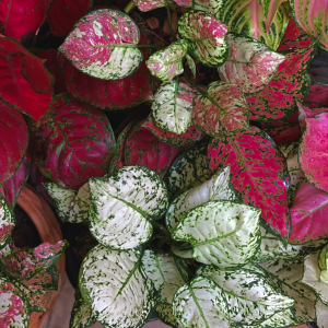 Plante d'intérieur toxique