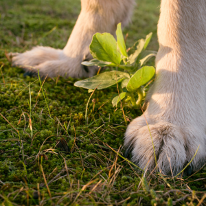 Plante toxique chien