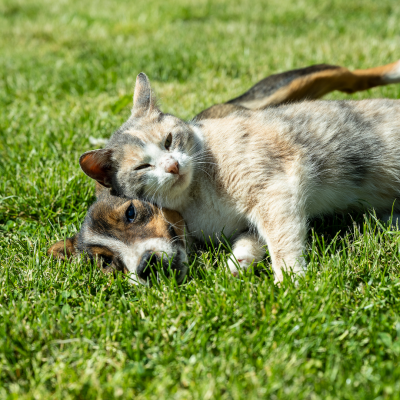 plantes non toxiques pour chiens et chats