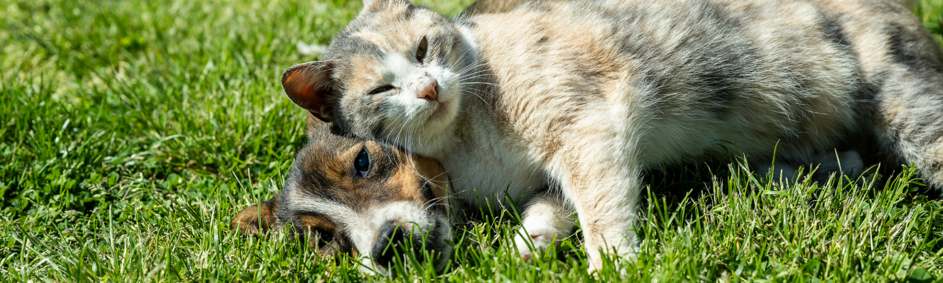 plantes non toxiques pour chiens et chats
