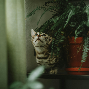 Plante toxique chat