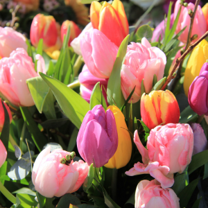 Tulipe toxique lapin