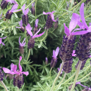 La lavande papillon