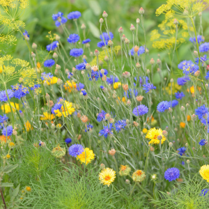 Des plantes vivaces à floraison tardive