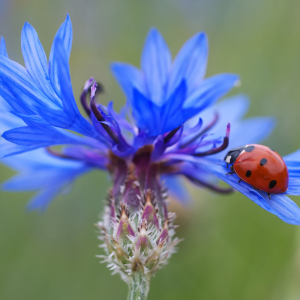 Le bleuet