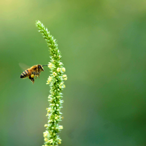 Pourquoi planter des plantes mellifères avant la fin de l'été