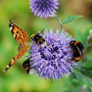 Sauver les pollinisateurs, un enjeu sur plusieurs saisons