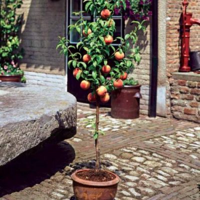 choisir fruitier arbre jardin : mini pêcher
