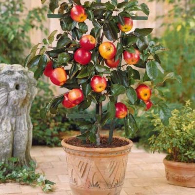 Comment choisir vos fruitiers : mini pommier gala