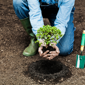 Comment bien planter un séquoia ?