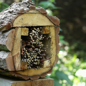 Comment attirer et prendre soin des pollinisateurs