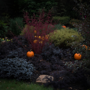 Comment mettre en scène vos plantes 'effrayantes' d'Halloween