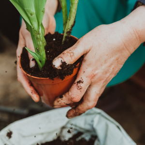 La règle pour une belle jardinière