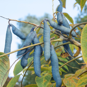 L'arbre aux haricots bleus