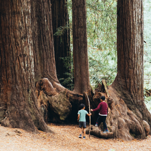 Le séquoia, arbre des records
