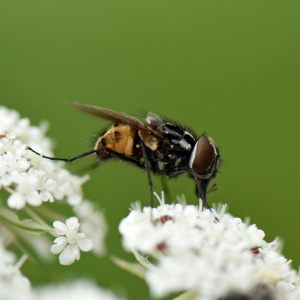 Les diptères : pollinisateurs