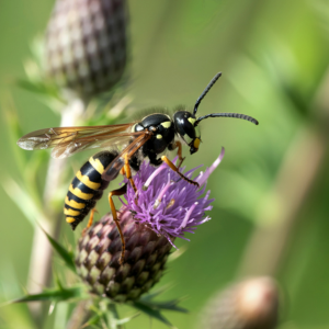 Les hyménoptères : pollinisateurs