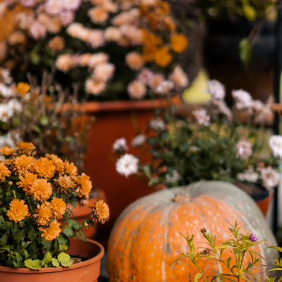 Jardinière automnales mélanger feuillage et fleurs pour un effet wow