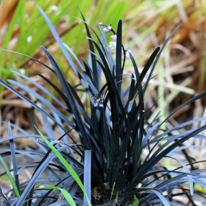 Ophiopogon noir