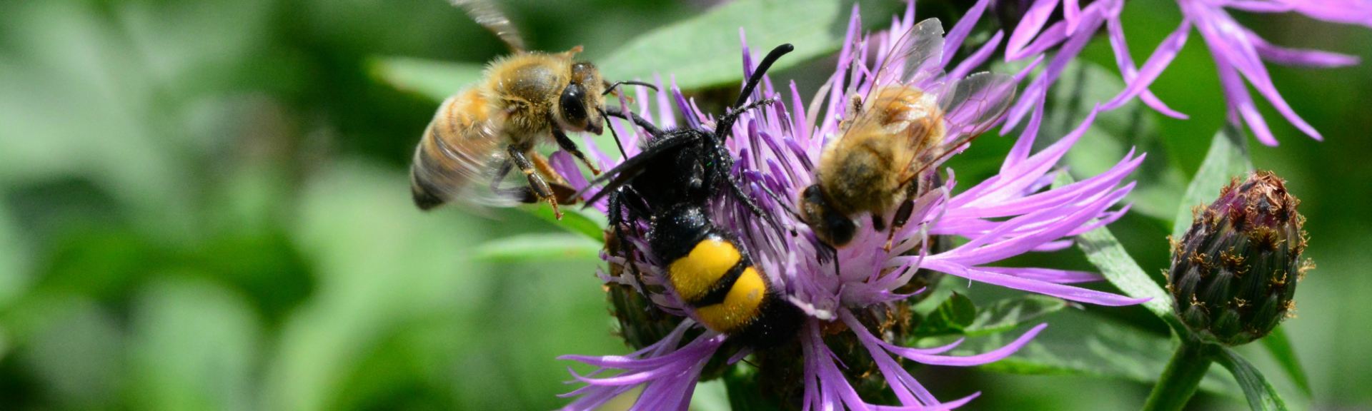 Reconnaître et protéger les pollinisateurs au jardin !