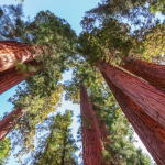 Tout sur le séquoia géant origine, plantation et entretien