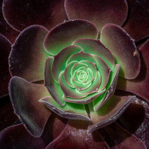 aeonium en arbre noir