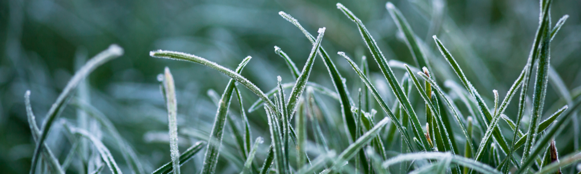 10 plantations à faire avant les premières gelées