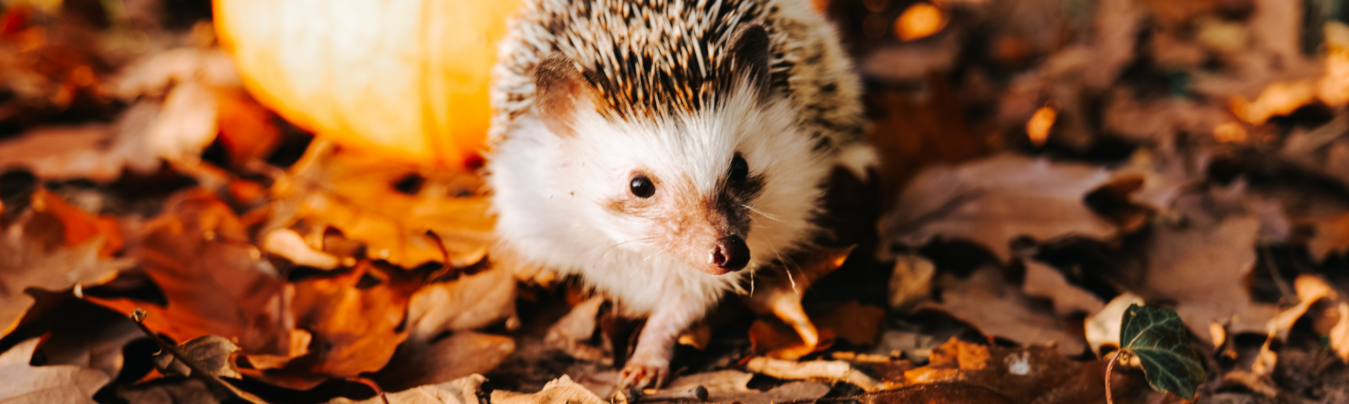 Comment aider les hérissons à préparer leur hibernation