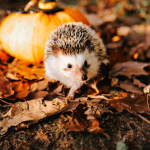 Comment aider les hérissons à préparer leur hibernation