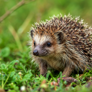 Comment se passe l'hibernation des hérissons