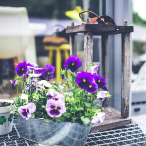 Des annuelles pour un dernier show au balcon