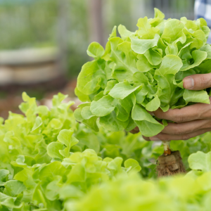 Des salades savoureuses