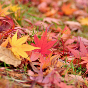 Les feuilles mortes : à garder (presque) partout