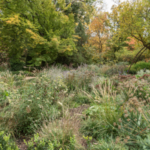 Les zones sauvages à laisser dans un coin du jardin
