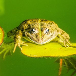 Les dangers qui les menacent