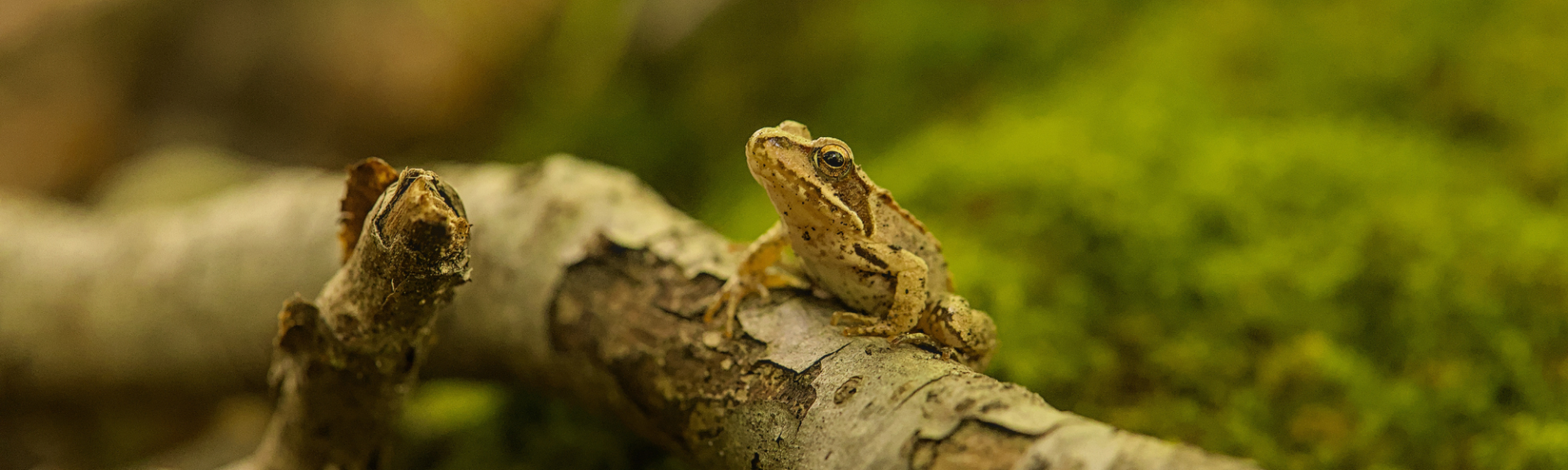 Les grenouilles et crapauds : alliés naturels du potager