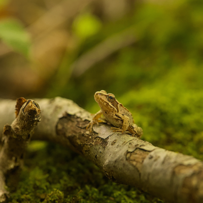 Les grenouilles et crapauds alliés naturels du potager