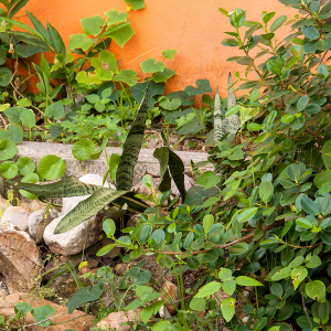 Pour la flore _ des semis naturels et une meilleure résistance